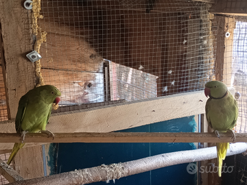 Coppia di parrocchetti del collare - già riprodot