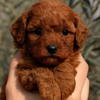 Barboncini toy a Leonforte (EN)