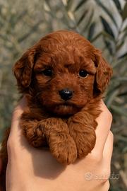 Barboncini toy a Leonforte (EN)