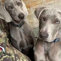 Coppia di cani maschi ( fratelli) Weimaraner