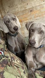 Coppia di maschi ( fratelli) Weimaraner