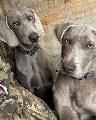Coppia di cani maschi ( fratelli) Weimaraner
