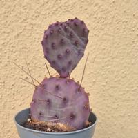 cactus pianta grassa 