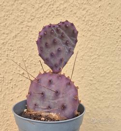cactus pianta grassa 