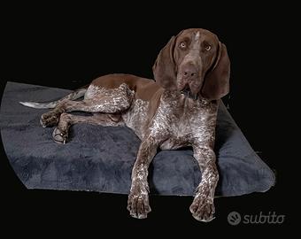 Bracco italiano per monta