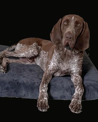 Bracco italiano per monta