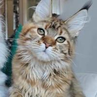 Maine coon femmina