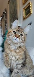 Maine coon femmina