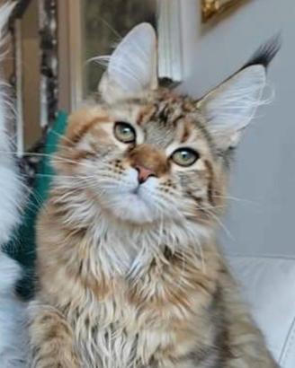 Maine coon femmina