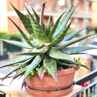 Aloe maculata (Aloe saponaria) n. 3 Piante