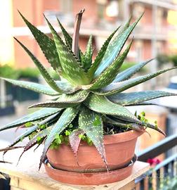 Aloe maculata (Aloe saponaria) n. 3 Piante