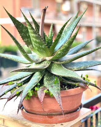 Aloe maculata (Aloe saponaria) n. 3 Piante