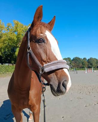 Mezza fida o fida completa cavallo da salto