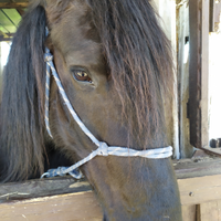 Cavallo