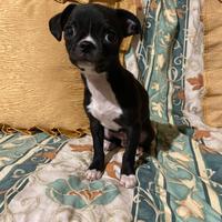 Chihuahua maschietto