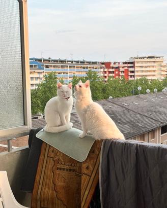 Gattini angora turco
