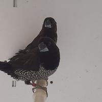 Passeri del Giappone