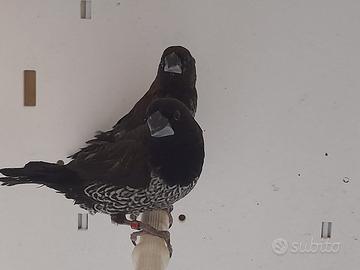 Passeri del Giappone