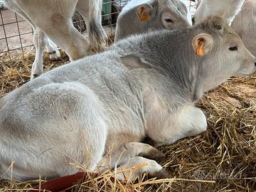 Vitello marchigiano iscritto igp