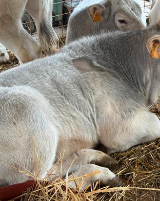 Vitello marchigiano iscritto igp