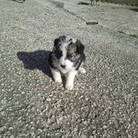 Cucciola border collie