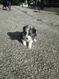 Cucciola border collie