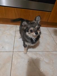 Chihuahua