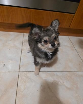 Chihuahua