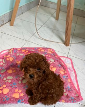 Cucciola Barboncino Mini Toy