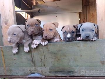 Cuccioli pitbull
