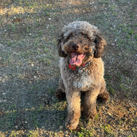 Lagotto femmina per monta