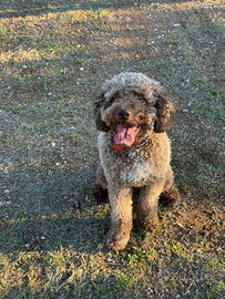 Lagotto femmina per monta