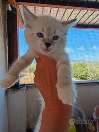 Ragdoll