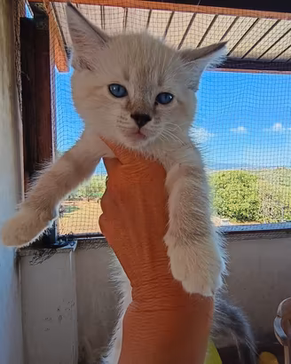 Ragdoll