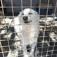 Tanti stupendi cani taglia piccola in adozione