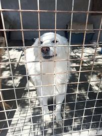 Tanti stupendi cani taglia piccola in adozione