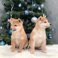 Shiba inu