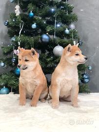 Shiba inu