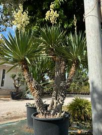 Pianta di 12 anni yucca gloriosa altezza 210 cm