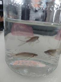 Pesci tropicali misti