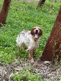 Setter Inglese