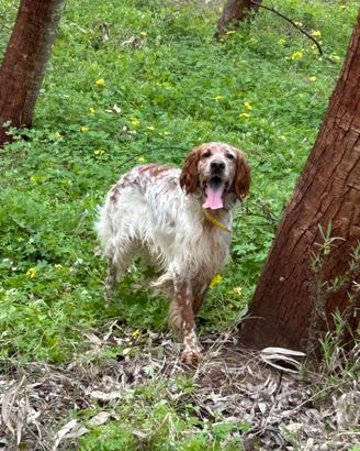 Setter Inglese