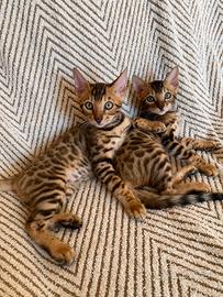 Cuccioli Bengala Con Pedigree