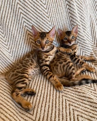 Cuccioli Bengala Con Pedigree