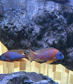 Aulonocara Rubin Red ciclidi Malawi