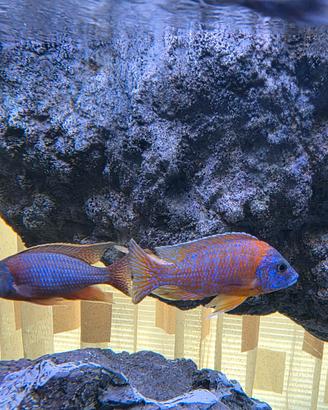 Aulonocara Rubin Red ciclidi Malawi