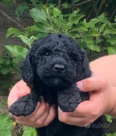 Cucciola barboncina nera toy femmine