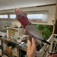 Cacatua rosa