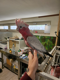 Cacatua rosa