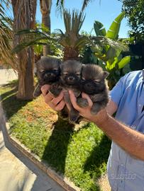 Cuccioli di Spitz di Pomerania